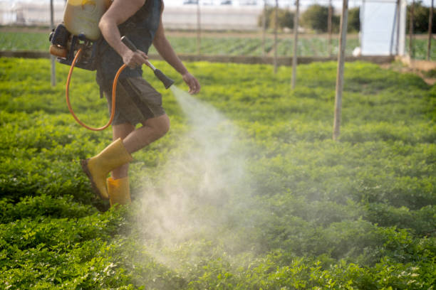 Best Residential Pest Control  in Buffalo Center, IA