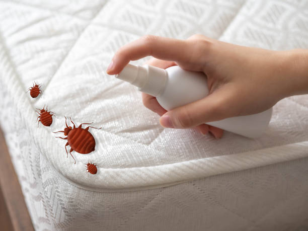 Best Cockroach Control Services  in Buffalo Center, IA