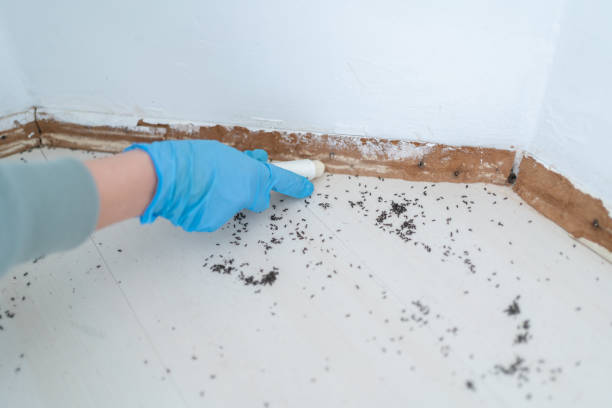 Best Commercial Pest Control Services  in Buffalo Center, IA