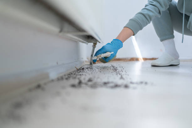 Best Termite Control Services  in Buffalo Center, IA